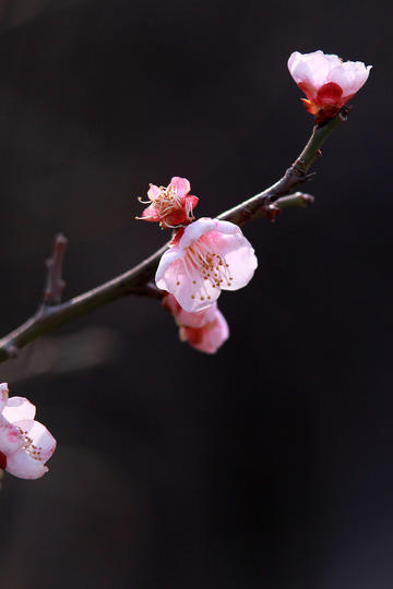 陈芋汐全红婵包揽冠亚军