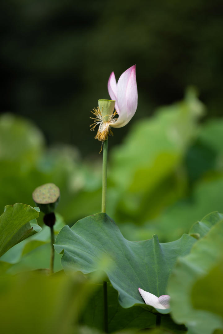 淘宝 156）